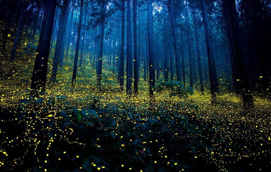 fireflies-long-exposure-photography-2016-japan-10