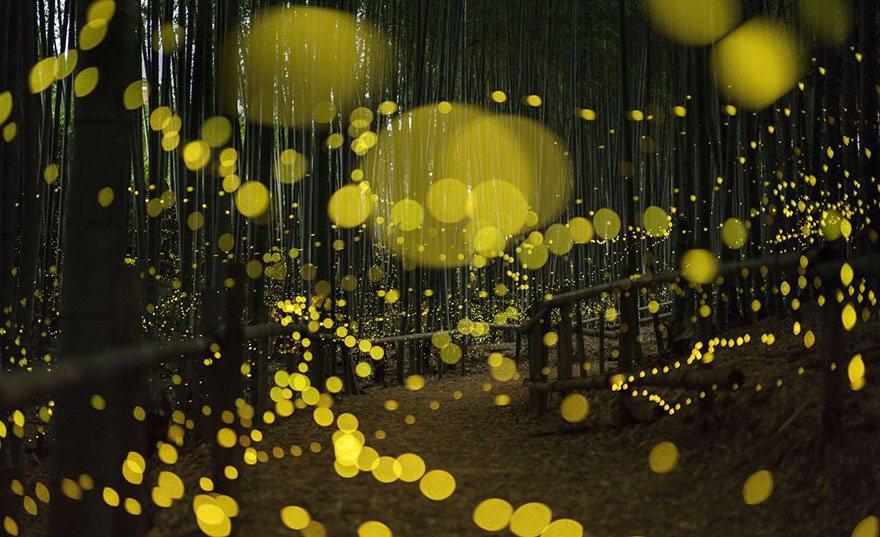 fireflies-long-exposure-photography-2016-japan-16