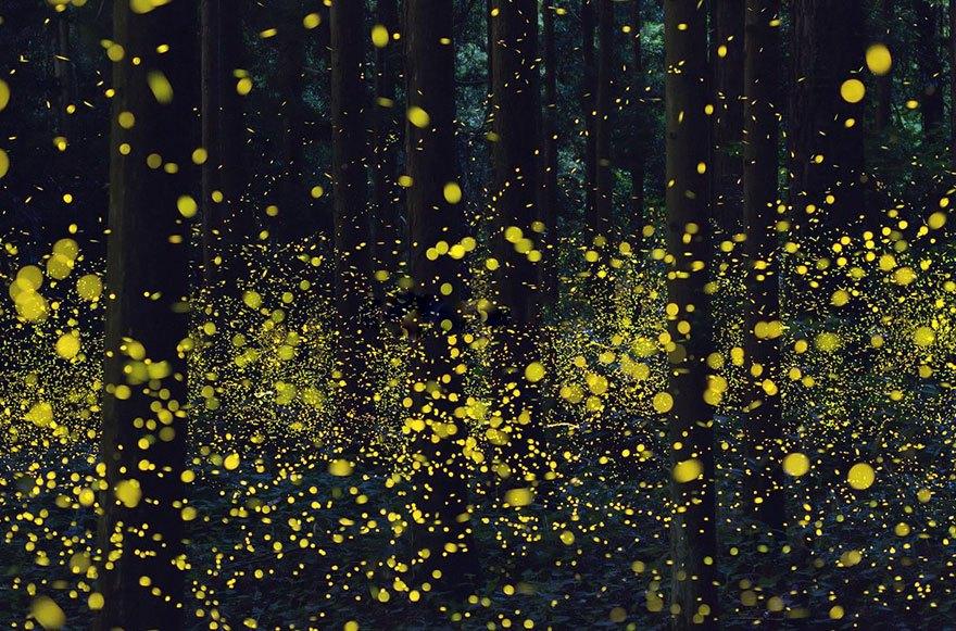fireflies-long-exposure-photography-2016-japan-18