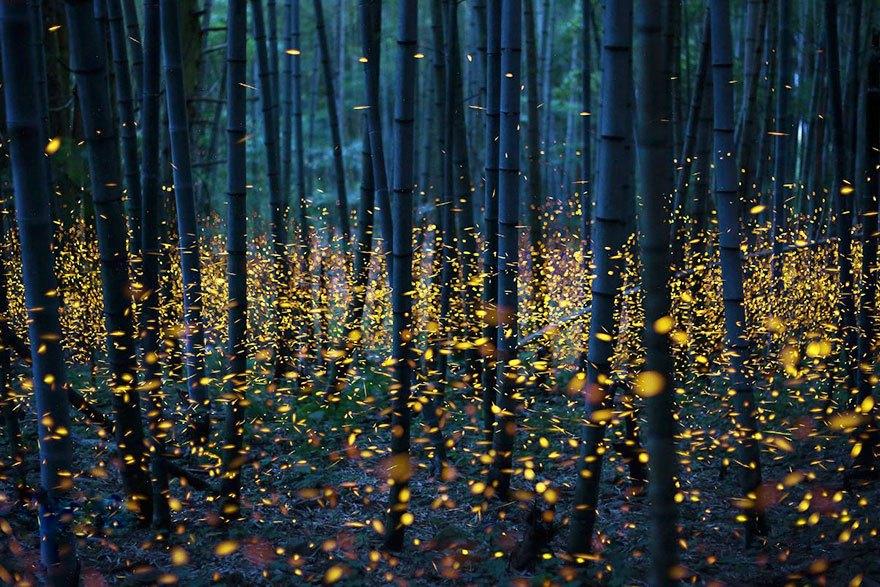 fireflies-long-exposure-photography-2016-japan-19