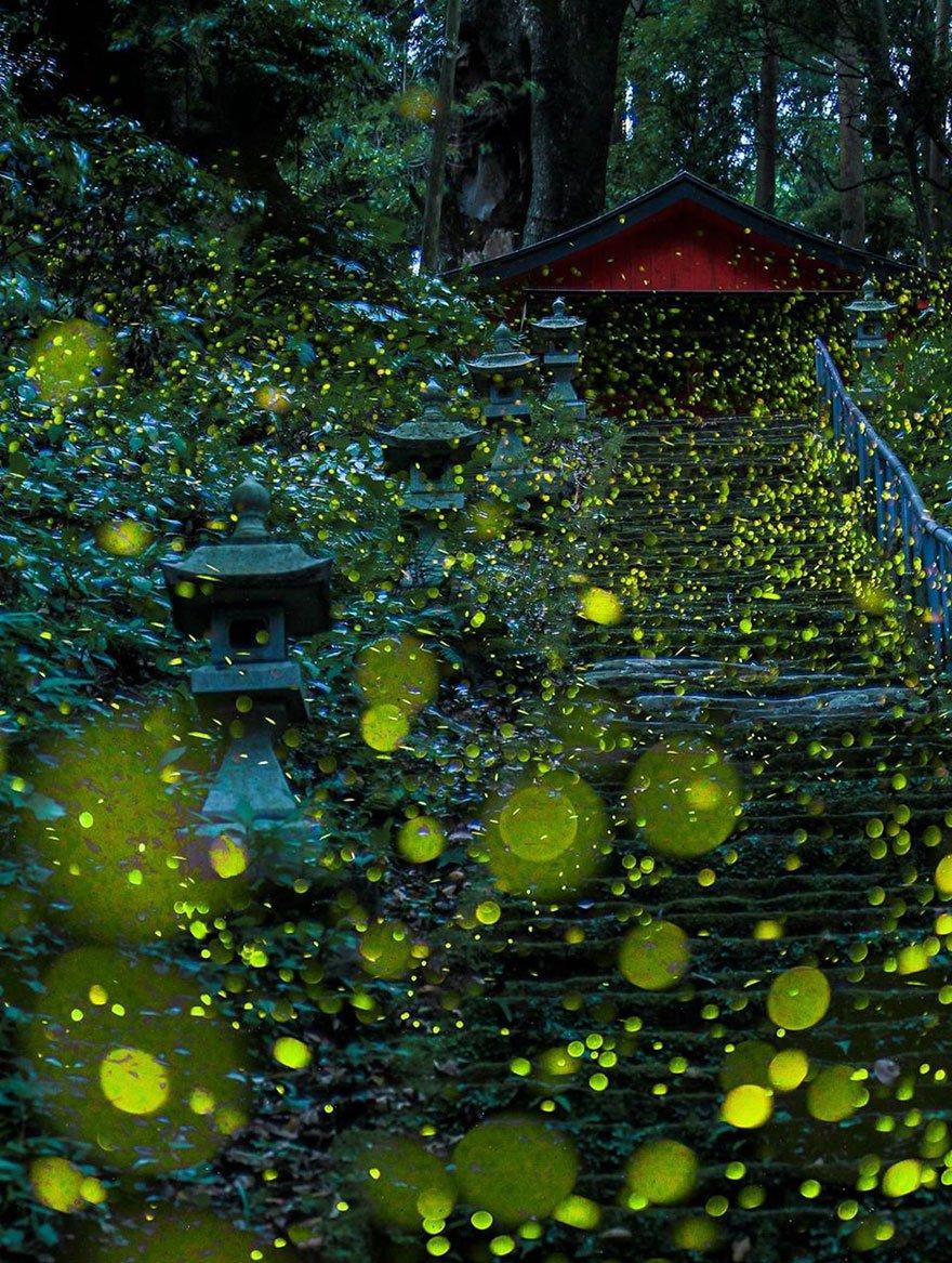 fireflies-long-exposure-photography-2016-japan-4a