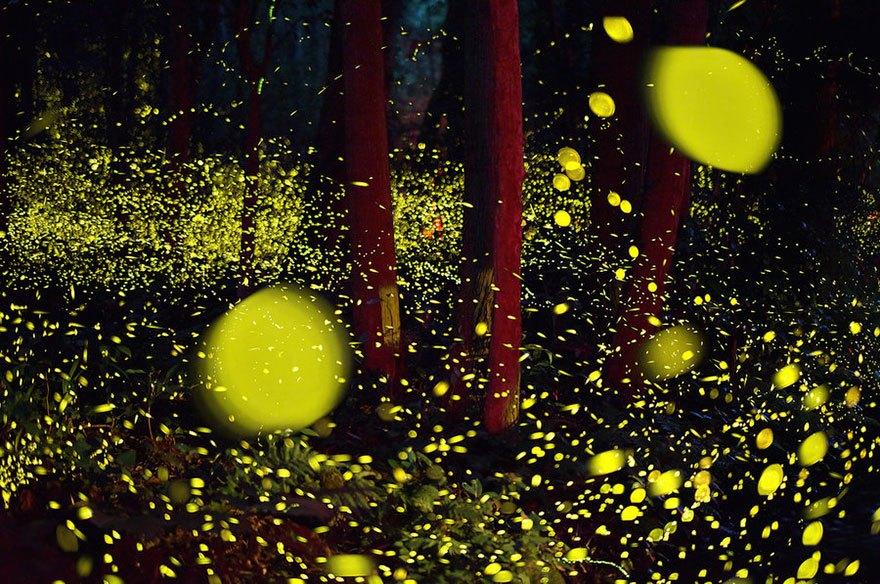fireflies-long-exposure-photography-2016-japan-5