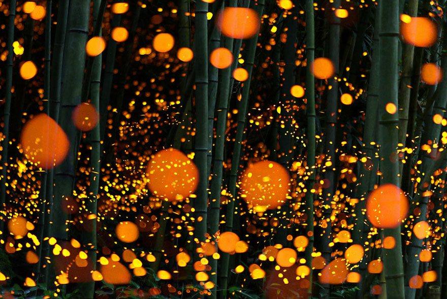 fireflies-long-exposure-photography-2016-japan-6