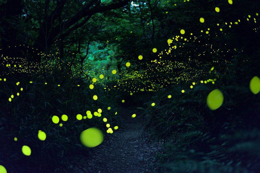 fireflies-long-exposure-photography-2016-japan-8