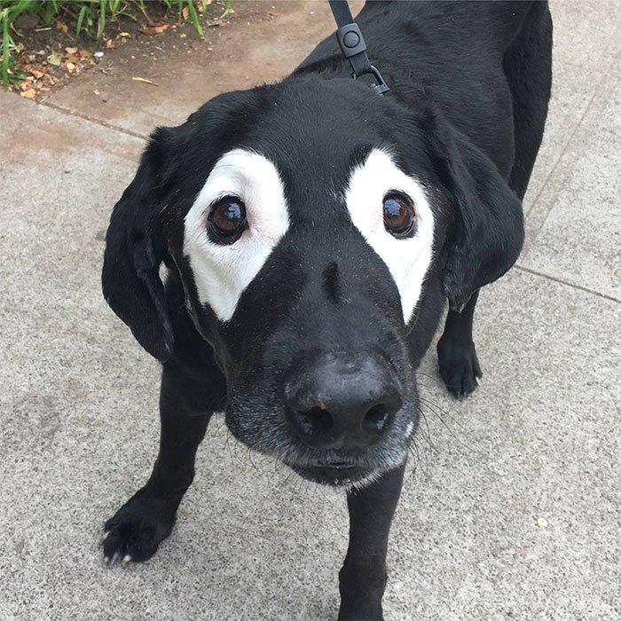 dog-vitiligo-black-labrador-photoshop-battle-26