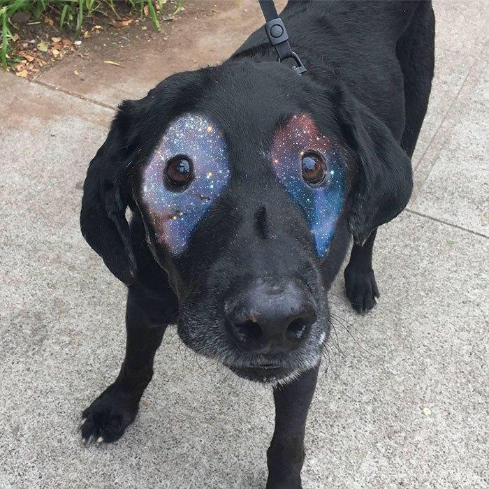 dog-vitiligo-black-labrador-photoshop-battle-6-57a0902746a0a__700
