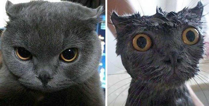 funny-wet-pets-before-after-bath-dogs-cats-11-57288b26c34d3__700