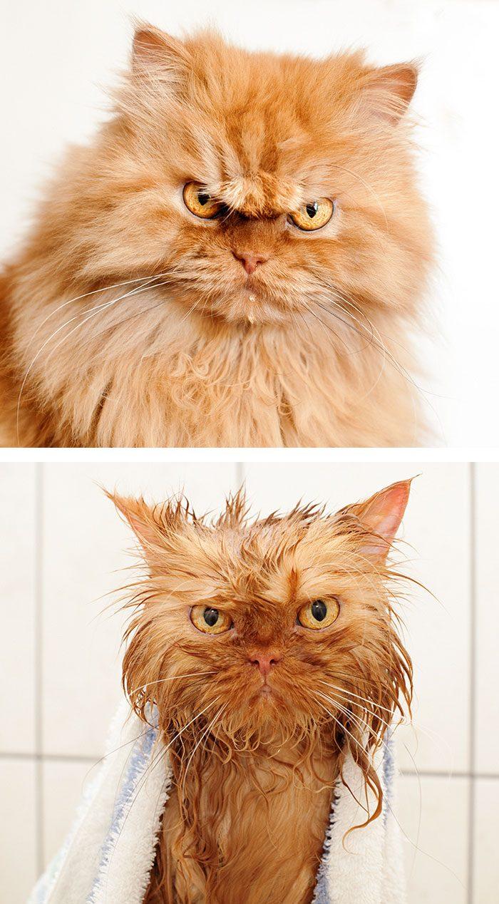 funny-wet-pets-before-after-bath-dogs-cats-47-5728a6b3050ff__700