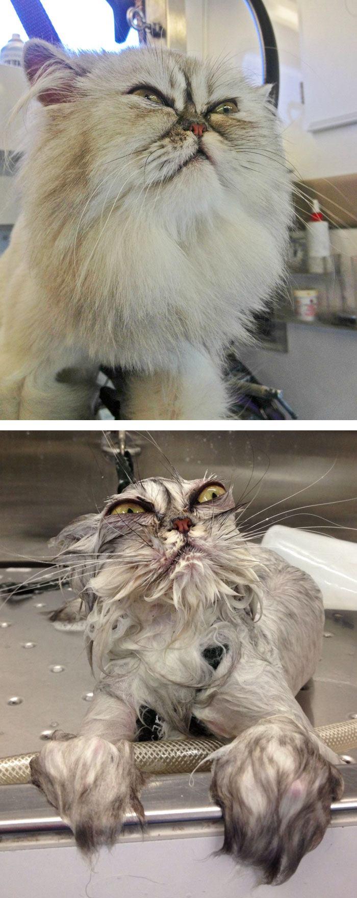 funny-wet-pets-before-after-bath-dogs-cats-49-5728af03c4553__700