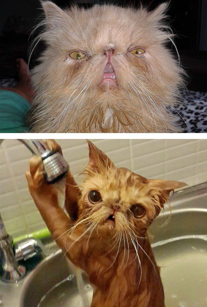 funny-wet-pets-before-after-bath-dogs-cats-59-572b07f6e128c__700