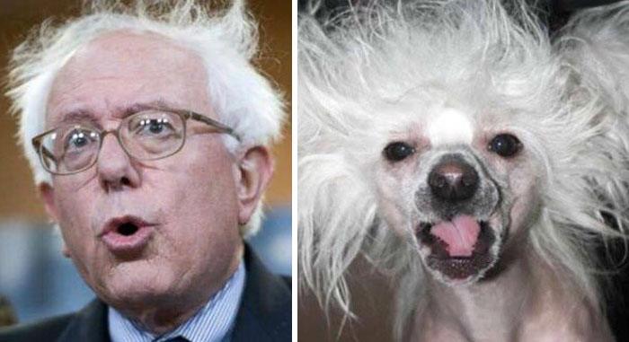 humans-look-like-dogs-doppelganger-you-are-dog-now-twitter-14-57a46b046415f__700