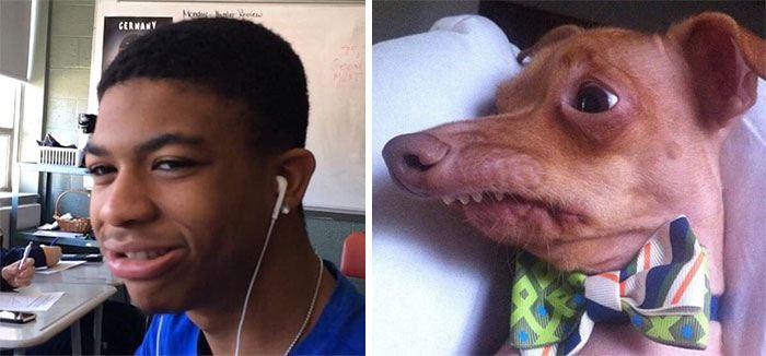humans-look-like-dogs-doppelganger-you-are-dog-now-twitter-52-57a46b82a9894__700