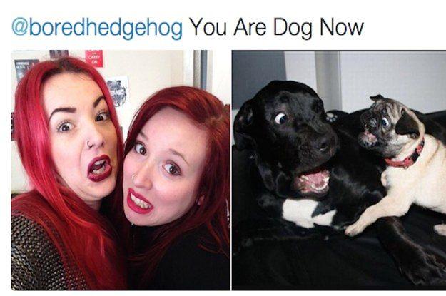 this-twitter-account-will-match-you-with-your-dog-2-15118-1453226802-6_dblbig