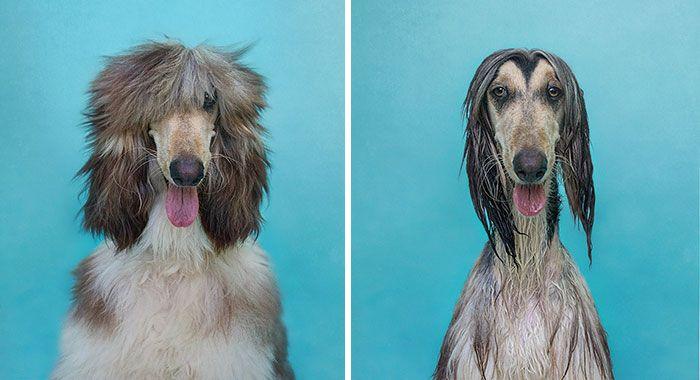 wet-dogs-before-after-bath-23-57a4399a63a57__700