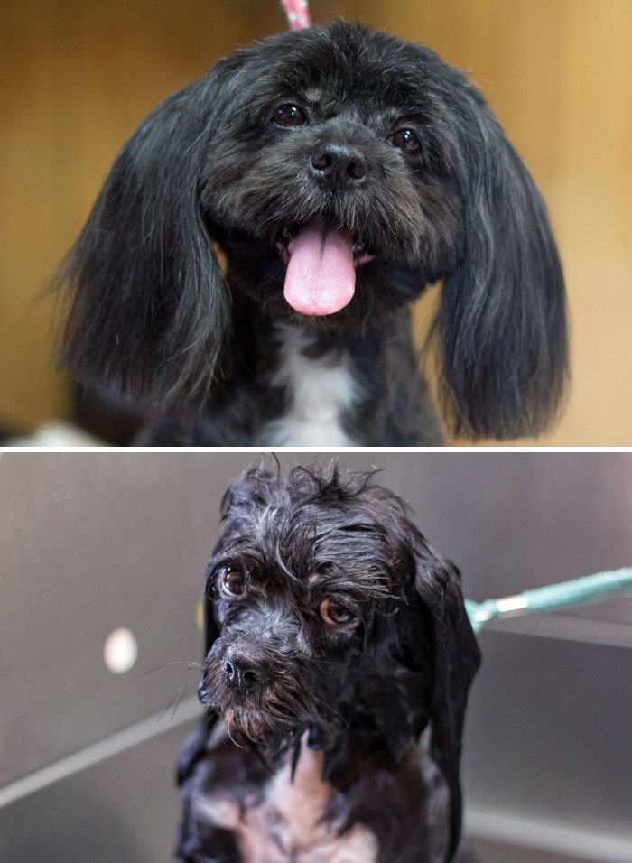 wet-dogs-before-after-bath-35-57a439b87e170__700