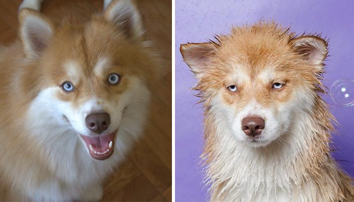 wet-dogs-before-after-bath-51-57a836fe3ac4b__700