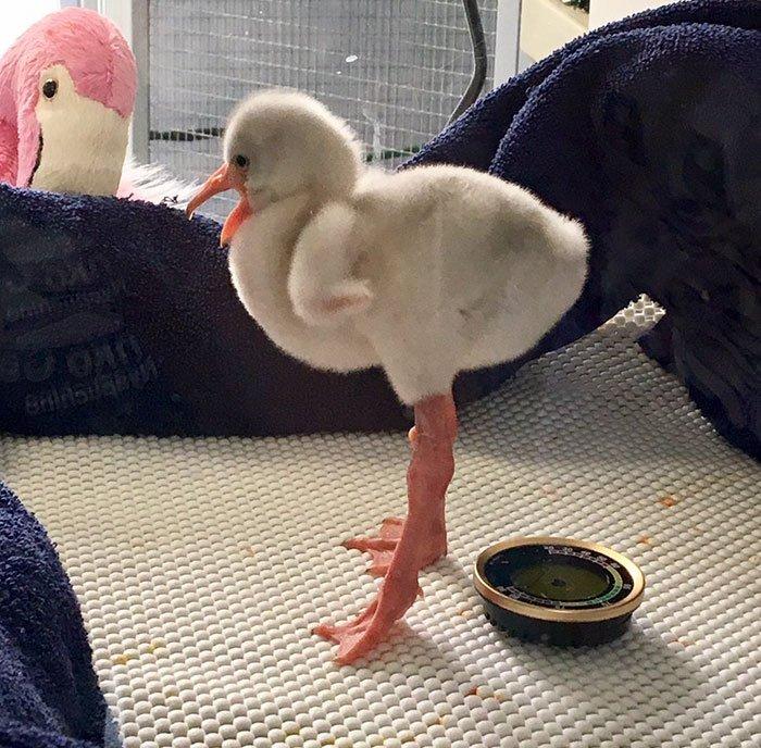 Малыш фламинго хочет повзрослеть