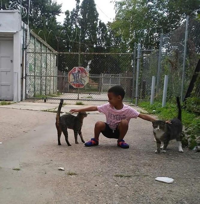 мальчик спасает кошек