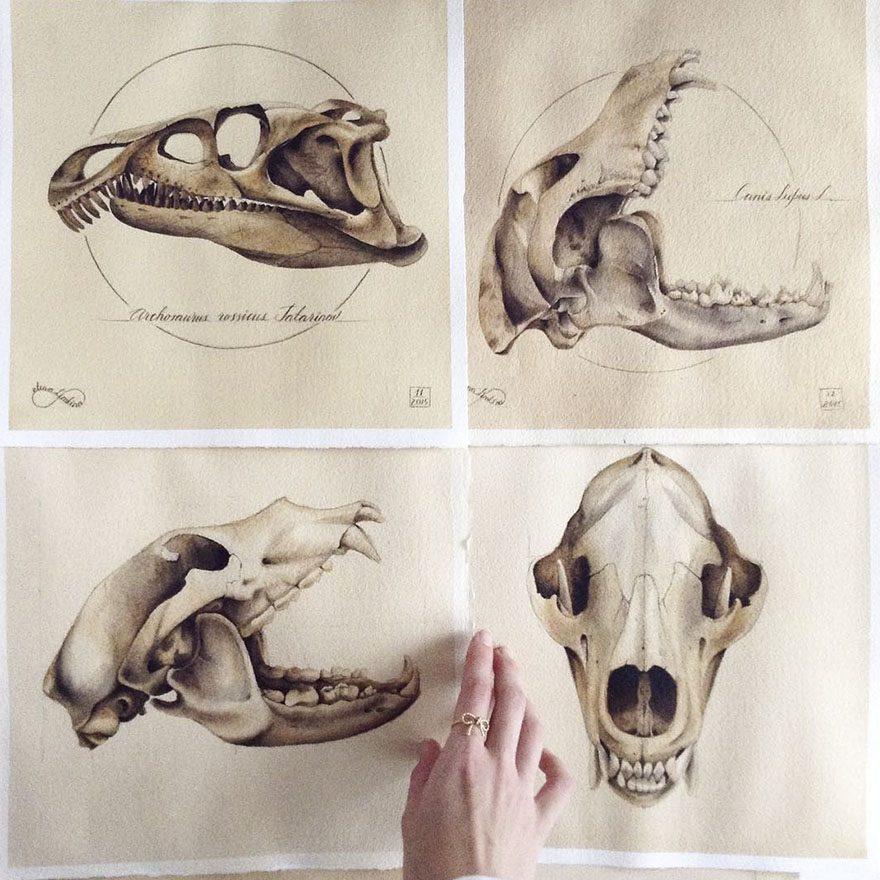 анатомия животных