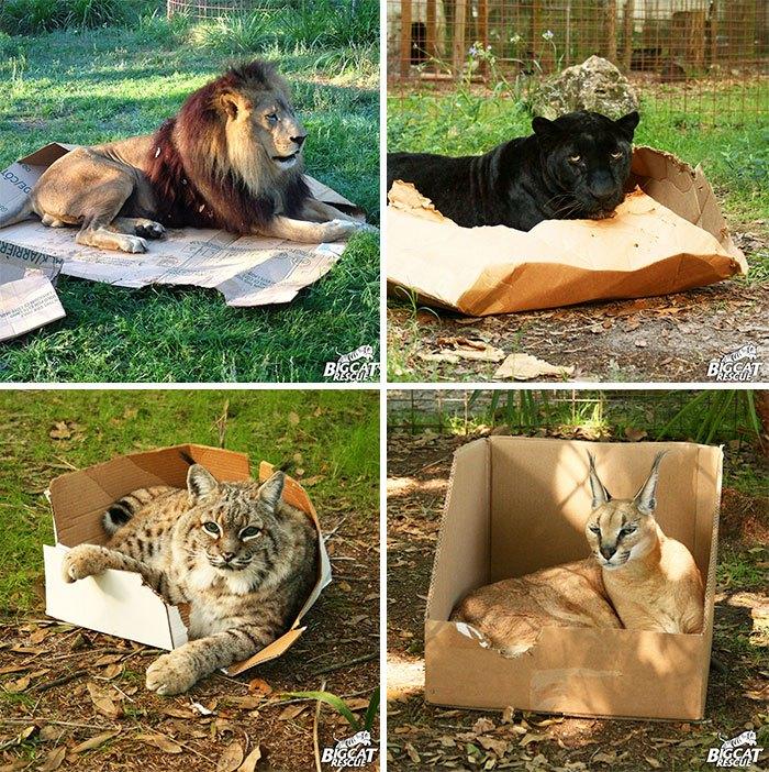 дикие котики в коробках