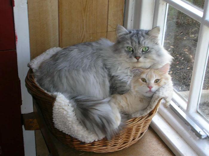 кошки в корзинке