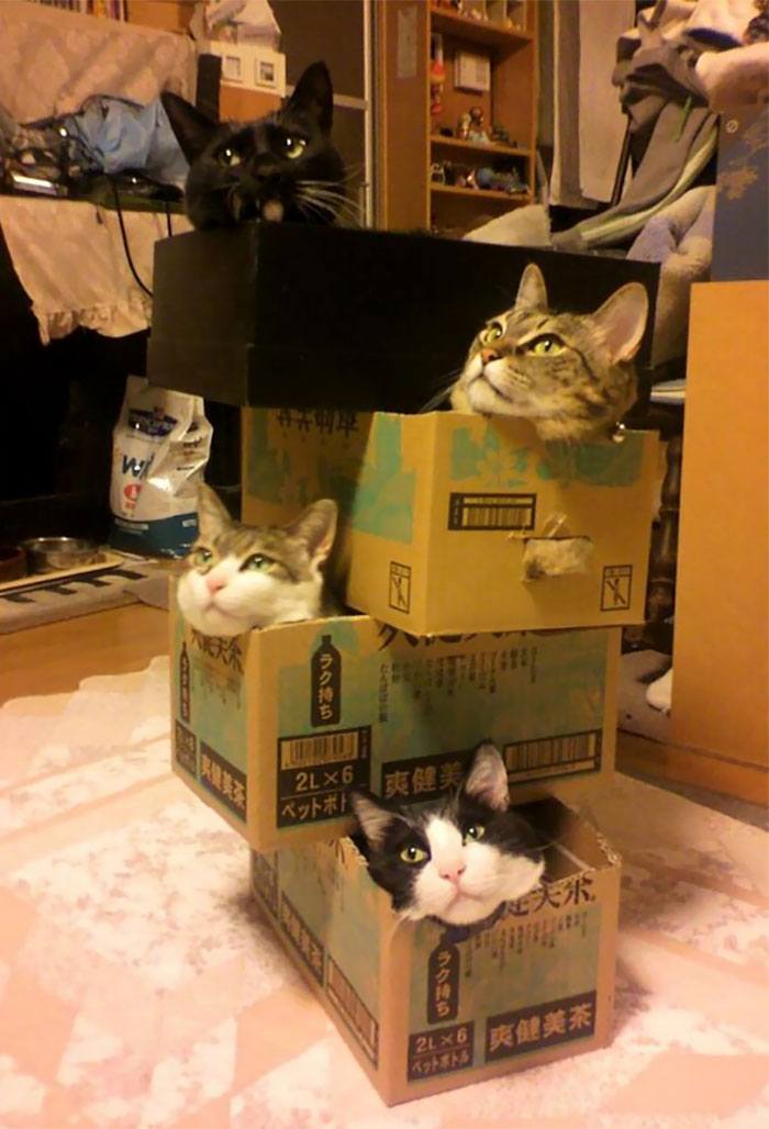 кошачье общежитие