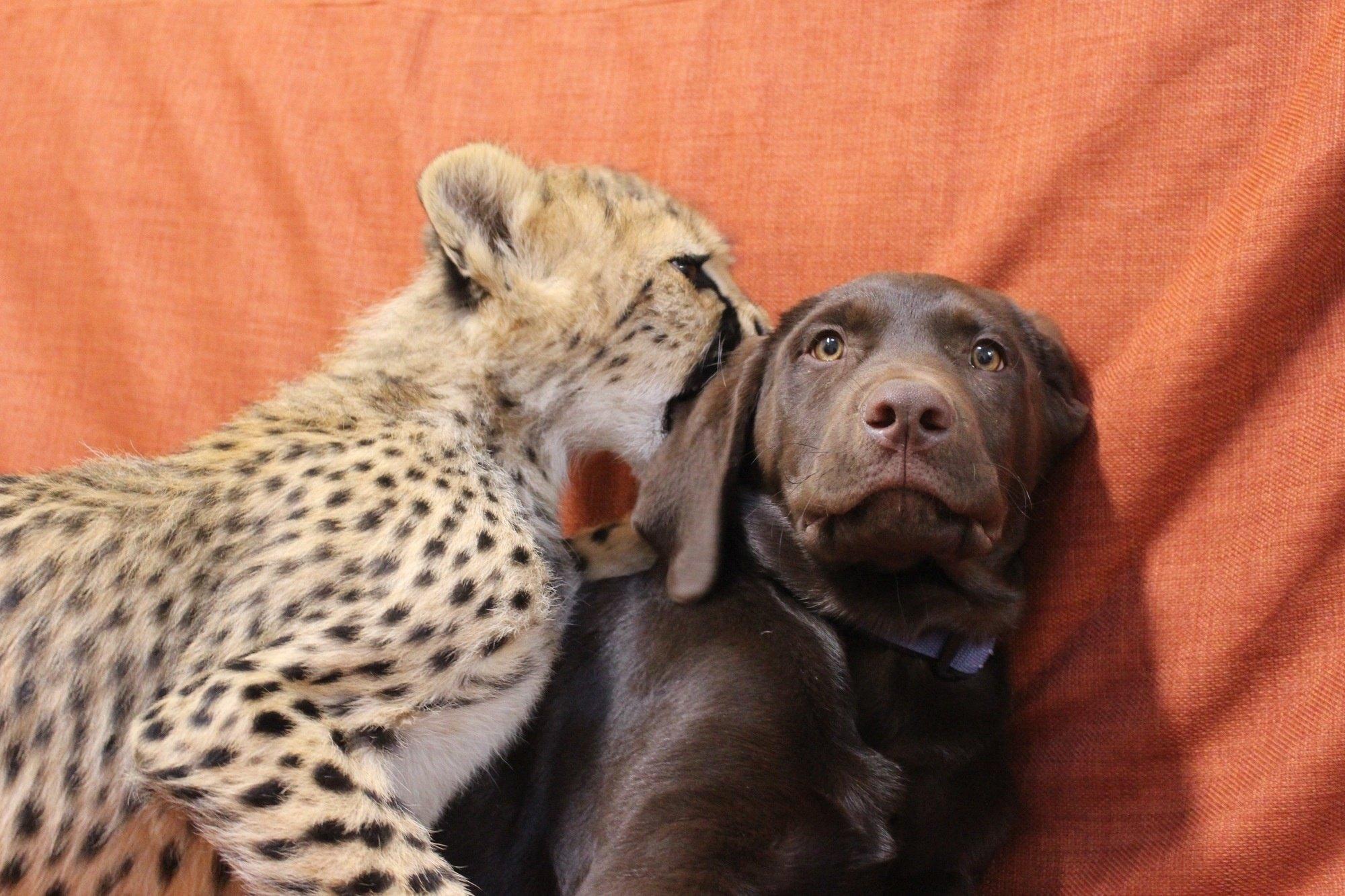 Собака - друг человека и... гепарда?