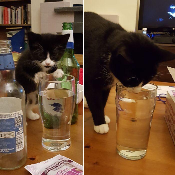 котик пьет воду