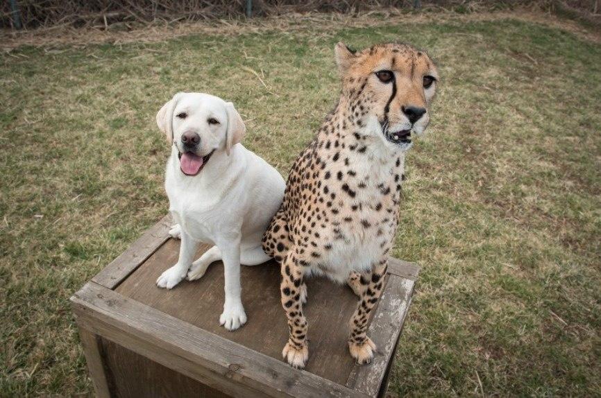 Собака - друг человека и... гепарда?