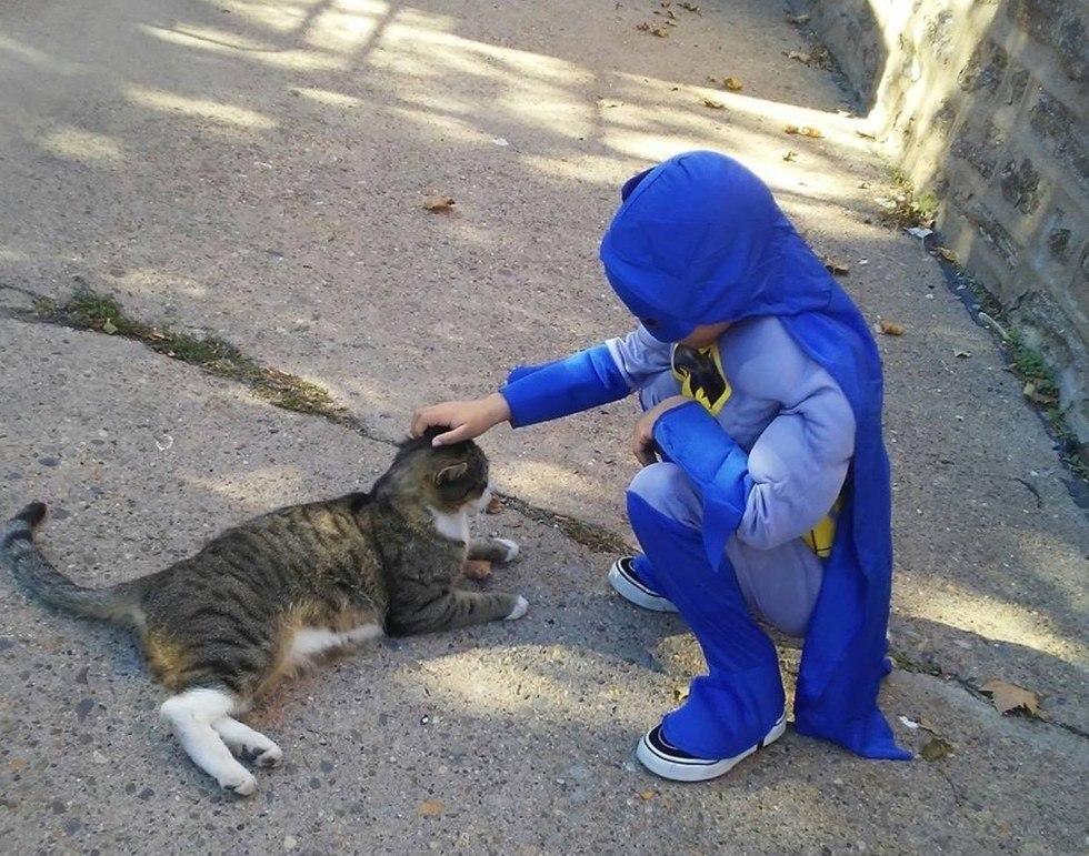 кошачий супергерой