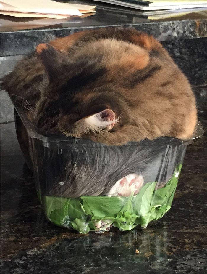 кот в салате