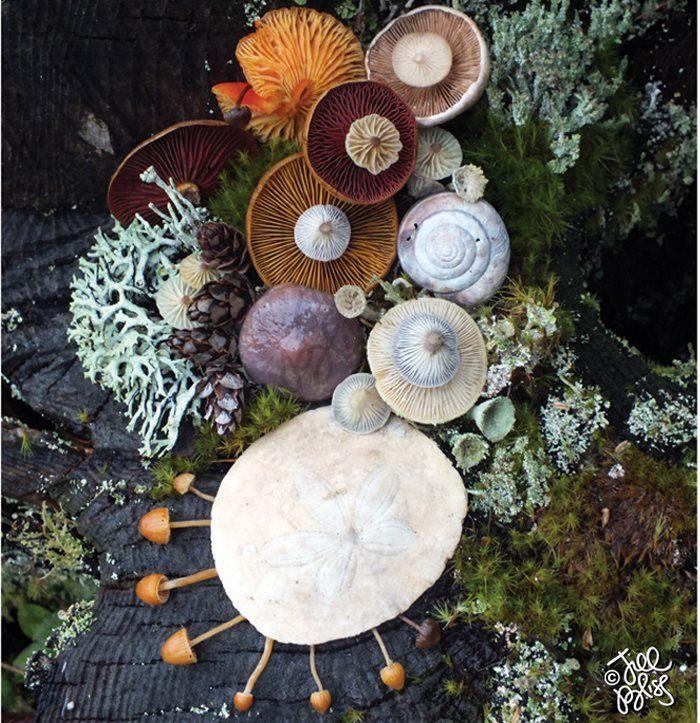 Художница создает композиции из грибов