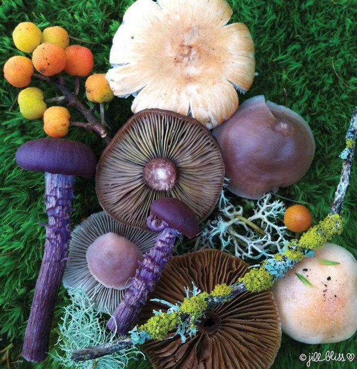 Художница создает композиции из грибов