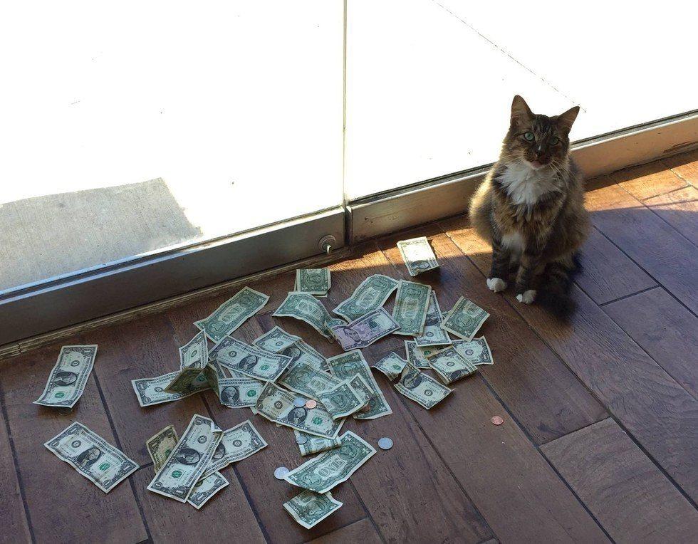 кошка собирает деньги для бездомных людей