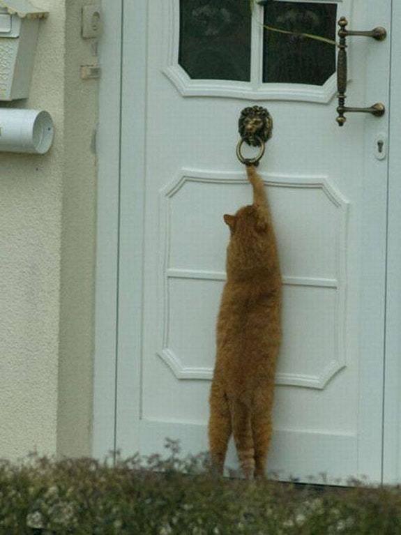 кот стучит в дверь