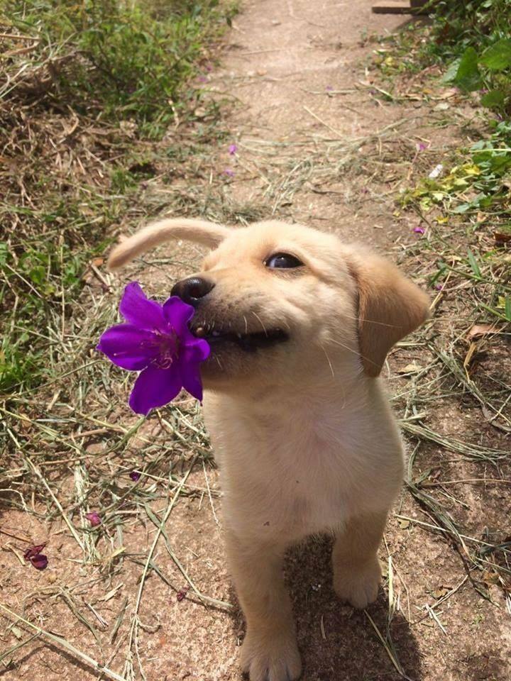 щенок с цветком