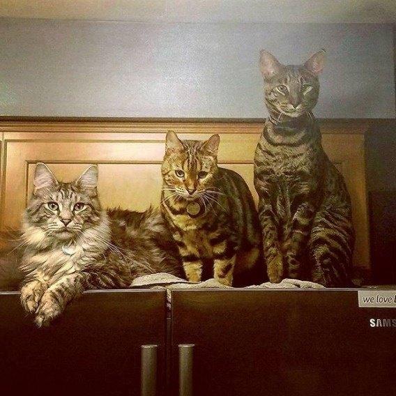 три кота