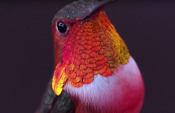 яркая колибри