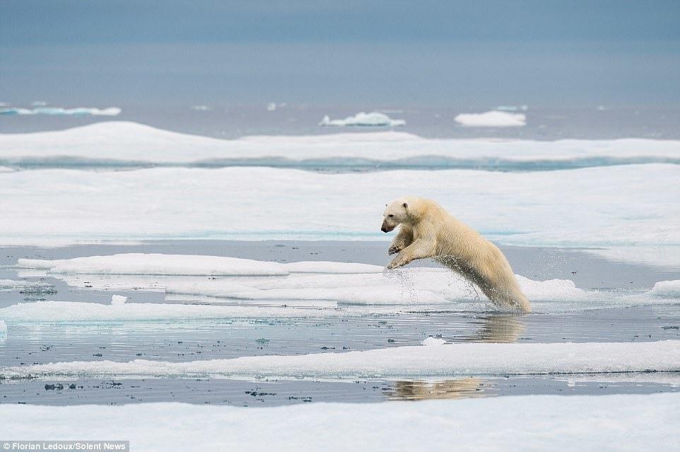 полярный медведь