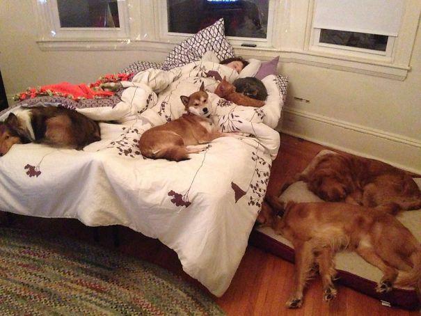 животные на кровати