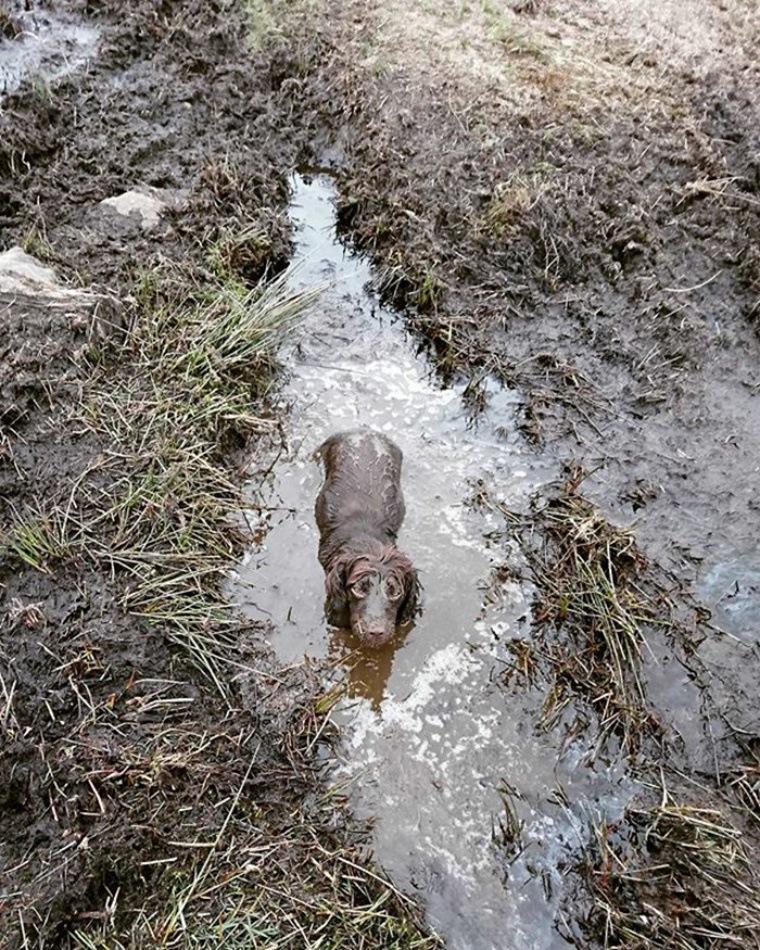 пес в грязи