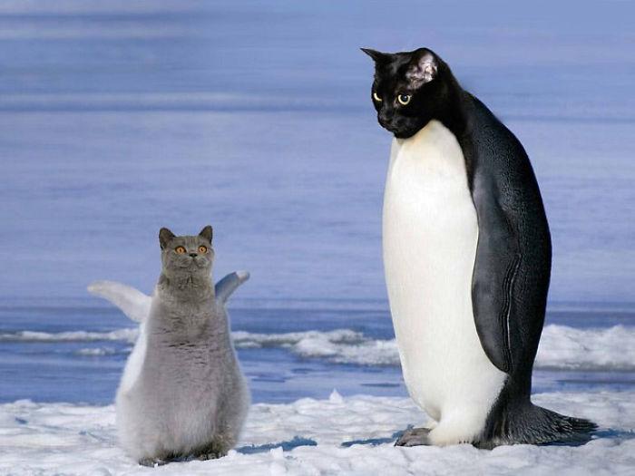 коты и пингвины