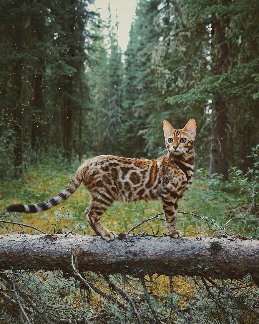кошка в лесу