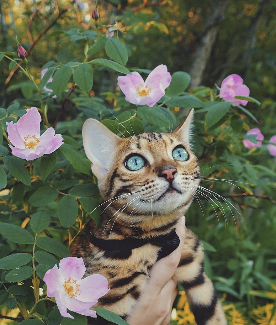 кошка в цветах