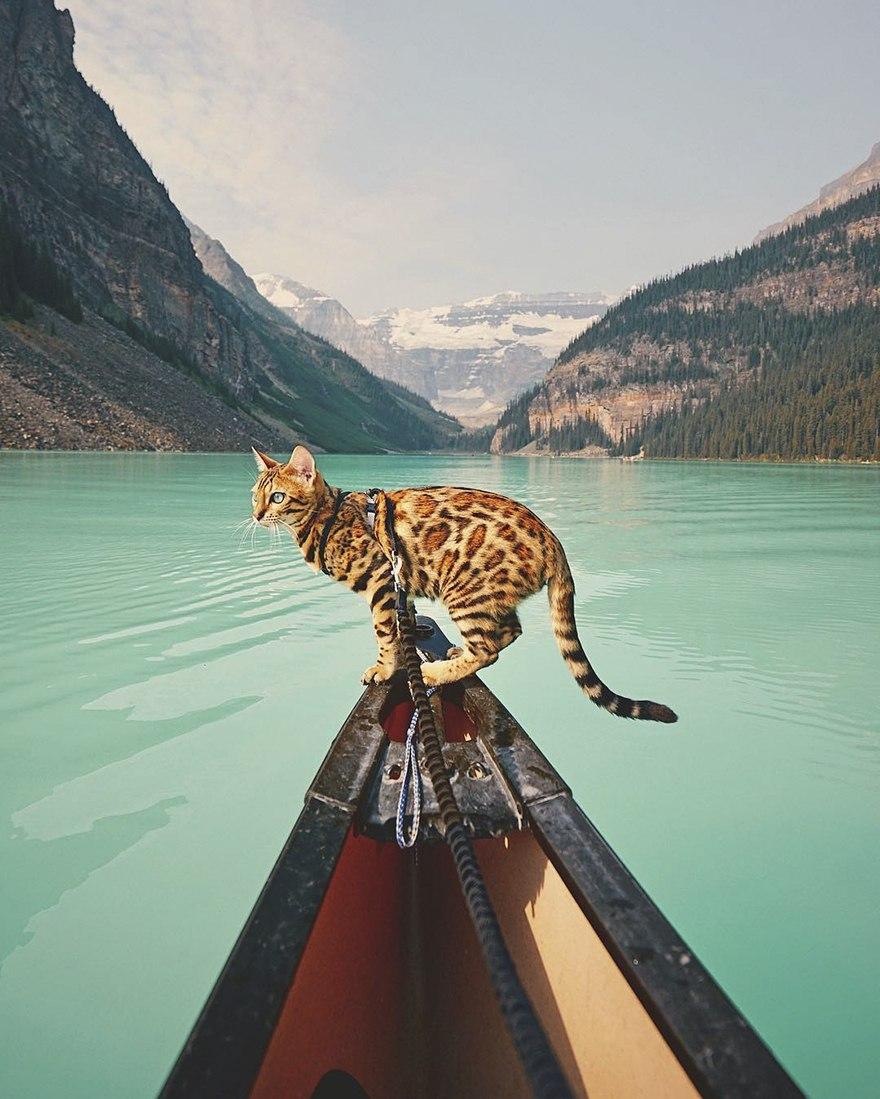 кошка на лодке