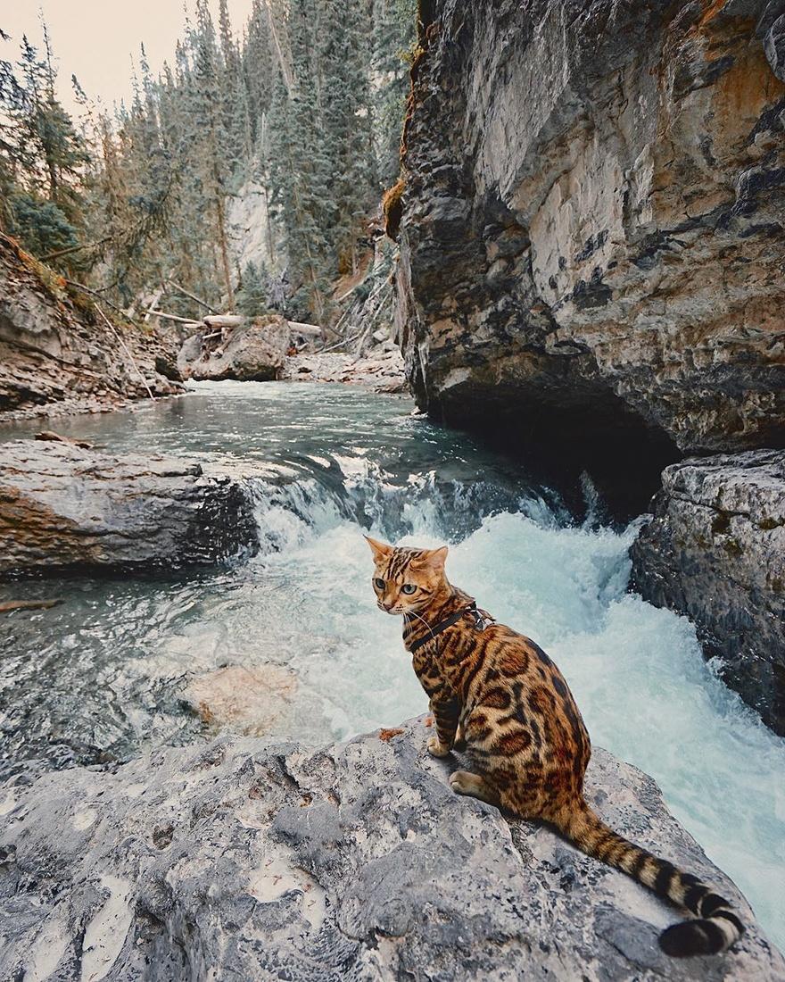 кошка у горной реки