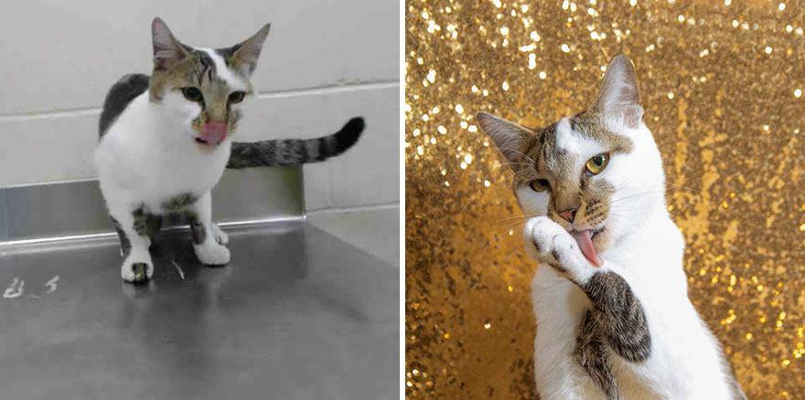бездомные кошки до и после
