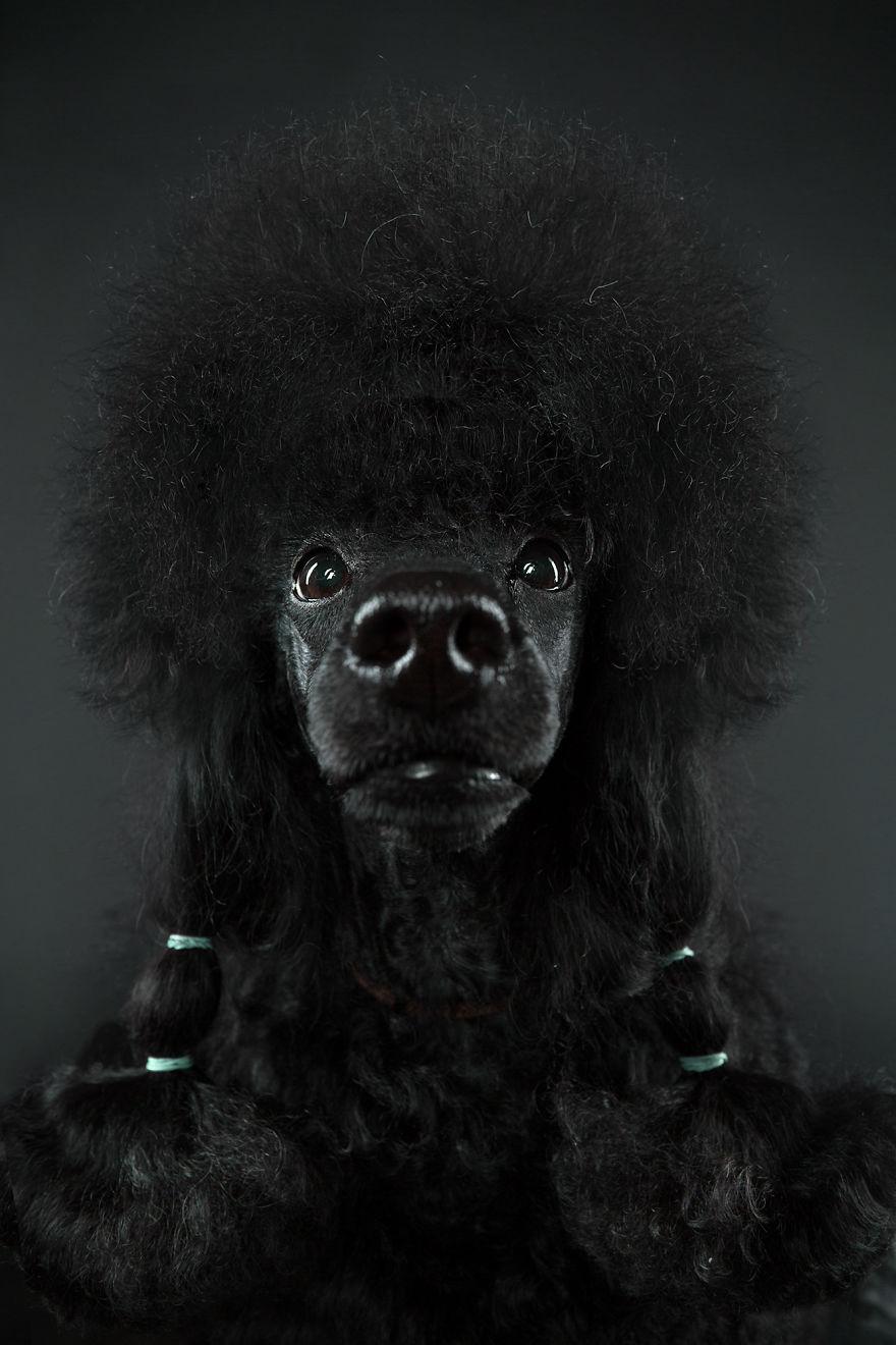 черный пес