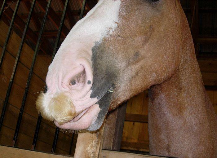 лошадь с усами