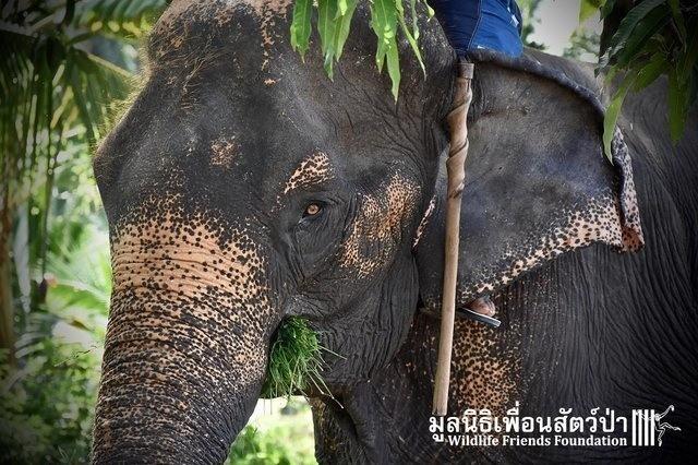 слон, проживший 40 лет в цепях